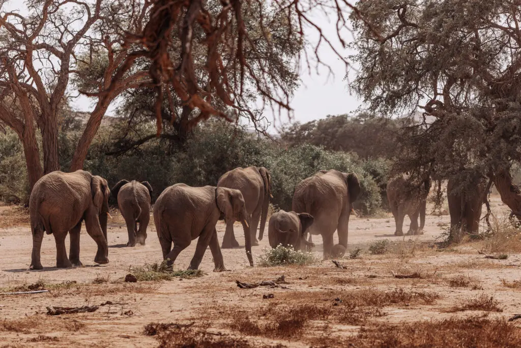 Namibia Nomads