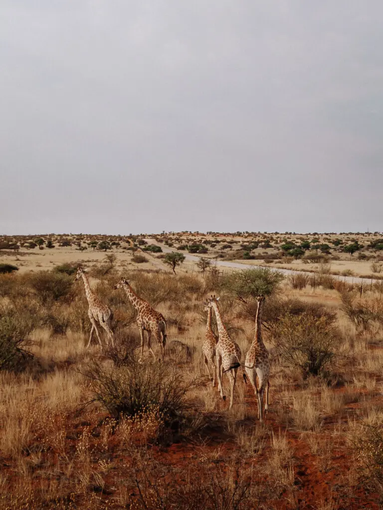 Namibia Nomads
